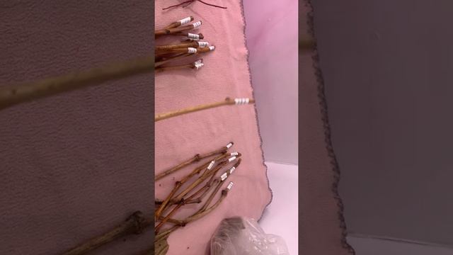 Голубика и Виноград!Лучшие черенки!