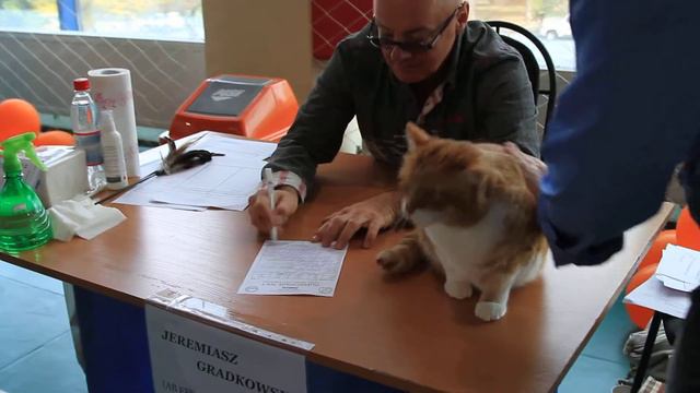 Международная выставка кошек "Осенний Блюз". Казахстан смотреть онлайн