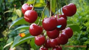 Вишня обыкновенная Любская (prunus cerasus liubskaia) ? обзор: как сажать, саженцы вишни Любская