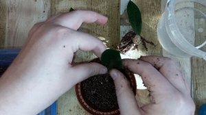 Лист замиокулькаса выпустил 1 лист спустя 2,5 месяца, пересадка и удобрения для роста картошечки