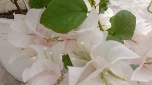 Maharani Bougainvillea. White orange pink bracts. Super pretty 🥰