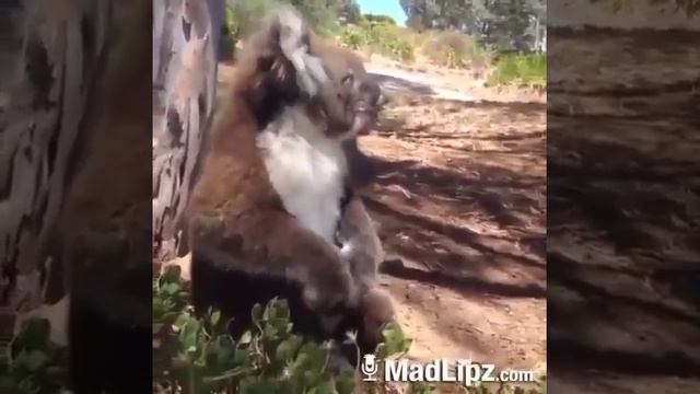 Коала кричит "Рашит" смотреть онлайн