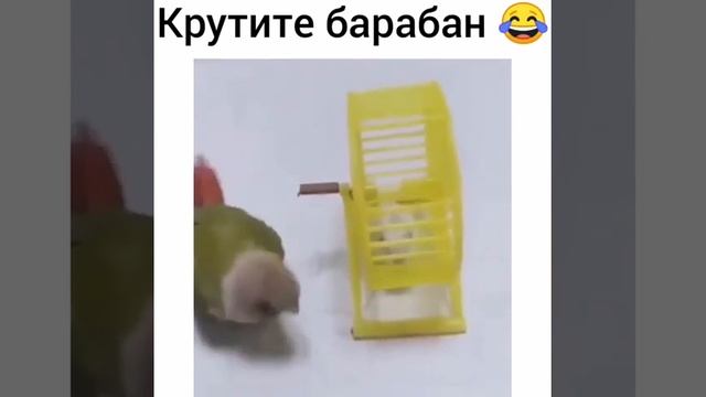 Попугай Якубовича | Ржака | Попугай- космонавт смотреть онлайн