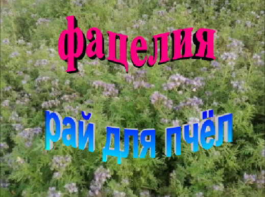 Фацелия рай для пчел. Особенно в осеннее время. смотреть онлайн