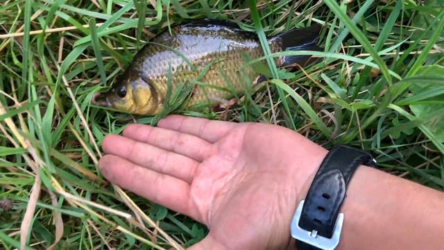 Струженка Карась смотреть онлайн