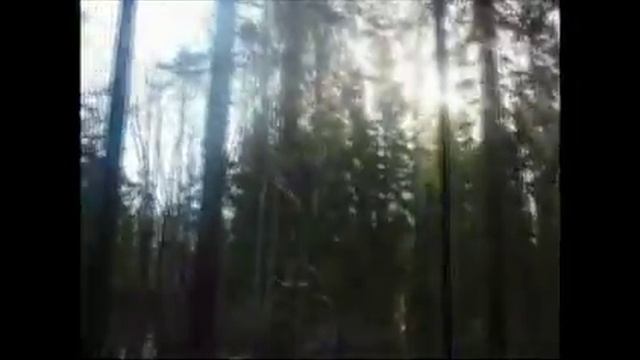 Прогулка по лесу (Ошо: "Все существа Будды") смотреть онлайн