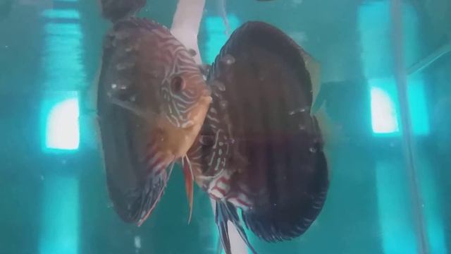 heckel cross discus смотреть онлайн