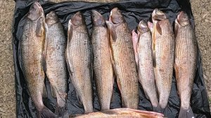 Рыбалка на ХАРИУСА в ИЮЛЕ.