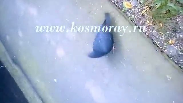 Исцеляющий поток через Добраслава смотреть онлайн