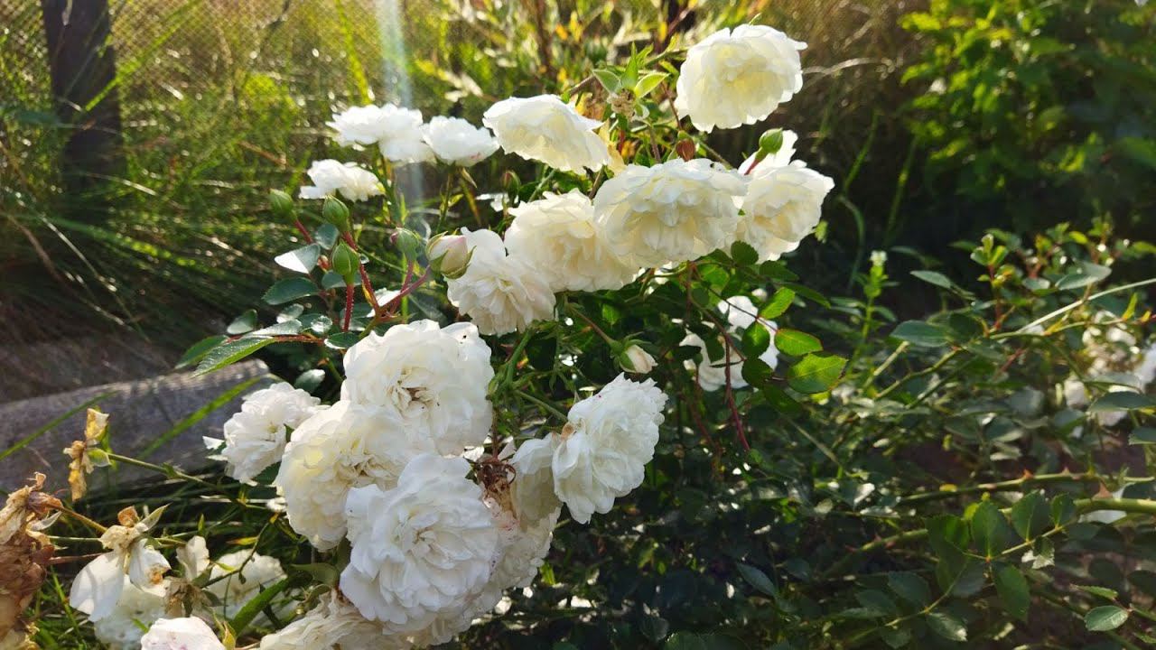 Почвопокровная роза Свани (rose Swany) описание сорта, мои впечатления от розы, 22.07.2022 смотреть онлайн