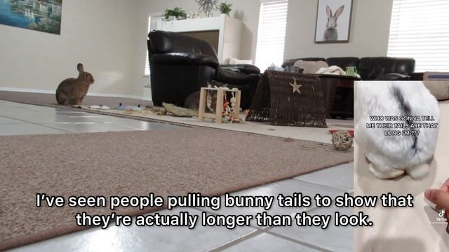 Don't Touch the Rabbit Tail⁉︎ All About Bunny Tail. смотреть онлайн