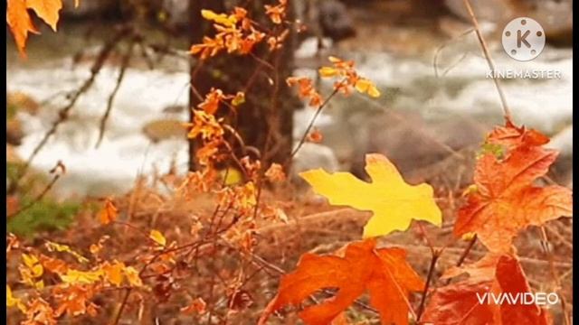 Прекрасные звуки природы . Лечение звуком. Шум реки и пение птиц. смотреть онлайн