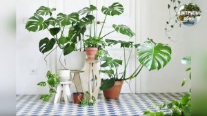 Комнатные растения СССР,неприхотливые домашние растения
