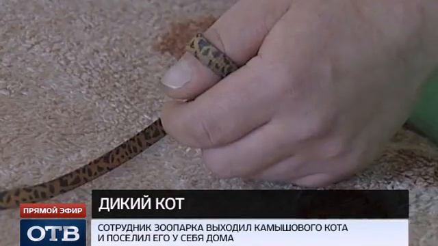 Про Остика смотреть онлайн