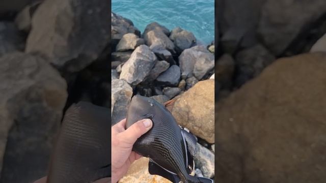 курица...почему не спинорог?)