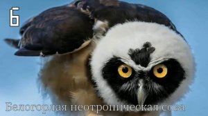 Необычные породы сов