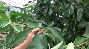 ЛЕТНЯЯ ОБРЕЗКА ЧЕРЕШНИ. Как расширить крону черешне и сделать её гуще.