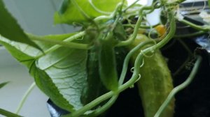 Больше руки не буду за него чесать.Болезный комнатный на подоконнике.Огурец Окошко F1