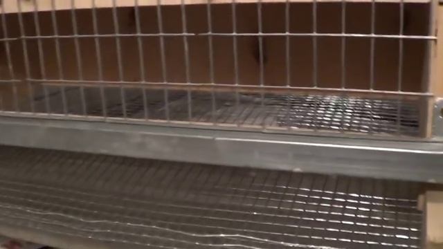 Клетка для перепелов своими руками