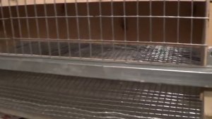 Клетка для перепелов своими руками