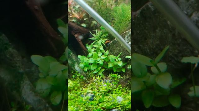 Bacopa Caroliniana смотреть онлайн
