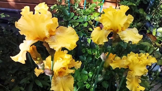 Ирисы и лилейники. смотреть онлайн