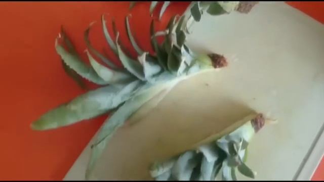 Выращивание ананаса дома смотреть онлайн