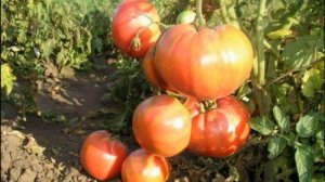 ТОМАТ МАЛИНОВОЕ ВИКОНТЕ - РАННЕСПЕЛЫЙ ПОПУЛЯРНЫЙ  УСТОЙЧИВЫЙ К ЗАБОЛЕВАНИЯМ КРУПНОПЛОДНЫЙ СОРТ
