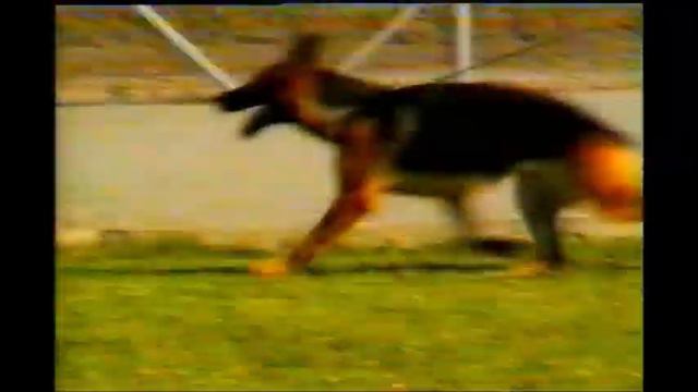 Питомник Днепровский. История.