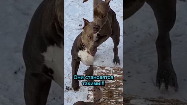 🔥 #амстафф #стаффорд #продажащенков смотреть онлайн