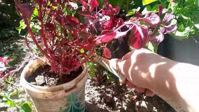 Ирезина гүлін көбейту Үй гүлдері? Гүлдер әлемі . смотреть онлайн