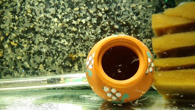 Пельвикахромис пульхер.Посадила на нерест.Кормление аулофорусом.Июнь,2021 смотреть онлайн