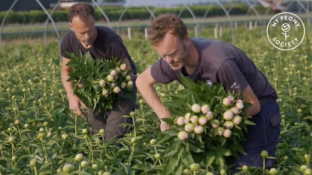 My Peony Society - Stavenuiter (themafilm) смотреть онлайн