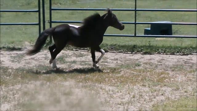 HLL Divinity's Skywalker - 2015 Dark Bay Pinto Colt смотреть онлайн