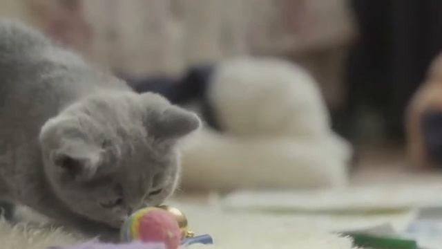 Purina ProPlan Cat Kitten long version (Russian) смотреть онлайн