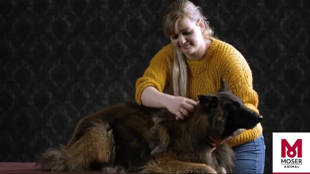 Как безопасно удалить подшерсток | MOSER Animal смотреть онлайн