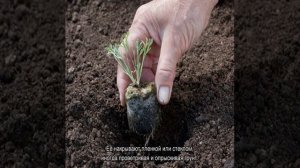 Эшшольция (Eschscholzia) цветы — посадка и уход на садовом учкастке