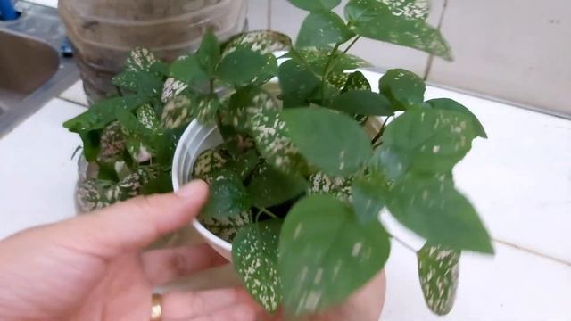 How to Propagate Polka Dot Plant (Hypoestes)/ Water vs Soil Propagation HD 1080p смотреть онлайн