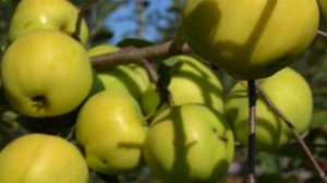 Папироянтарное - сорт яблони