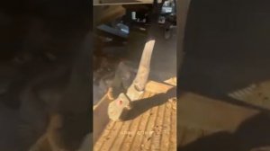 Украинский бронеавтомобиль МАЗ-5434 «Варта» уничтоженный в ходе наступательных действий ВСУ