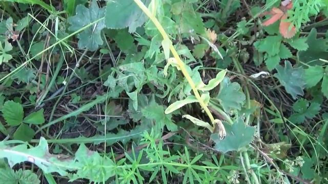 КАК ЭКОНОМИТЬ- ЖИВЯ В ДЕРЕВНЕ .Часть1. смотреть онлайн