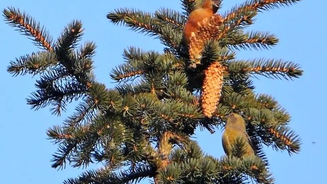 Loxia curvirostra - Клест-еловик смотреть онлайн