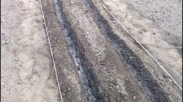 ВЫ ВСЕГДА БУДЕТЕ С ГОРОХОМ. Секреты посева гороха на грядку