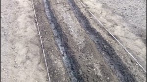 ВЫ ВСЕГДА БУДЕТЕ С ГОРОХОМ. Секреты посева гороха на грядку