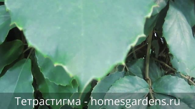 Тетрастигма или комнатный виноград смотреть онлайн