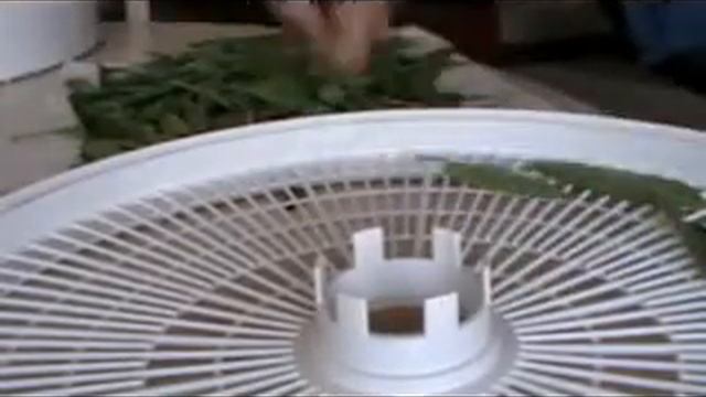 How to Dehydrate Lemon Verbena for Tea смотреть онлайн