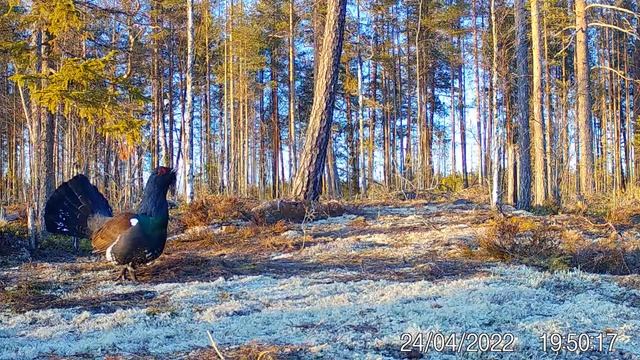 Глухарь. Карелия 2022. смотреть онлайн