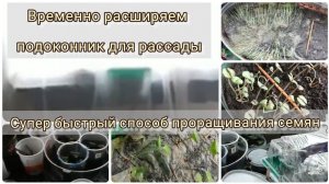 Временно расширяем подоконник для рассады, супер быстрый способ проращивания семян