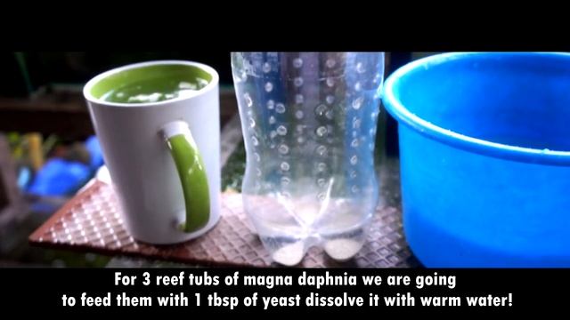 Culturing & Harvesting Magna Daphnia! смотреть онлайн