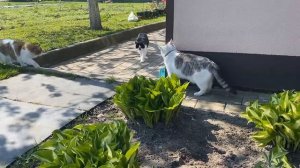 КОШЕЧКА ЭНИ ВПЕРВЫЕ НА УЛИЦЕ! КАК ДЕЛА У КАНАЛА АНУКА ДАВАЙКА? КОТ МАЛЫШ и ЯНИ ! 24 ЧАСА С ПИТОМЦАМ